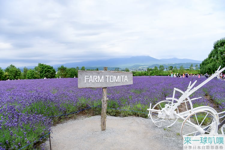北海道富良野薰衣草景點推薦|富田農場薰衣草田花海、冰淇淋、紀念品店