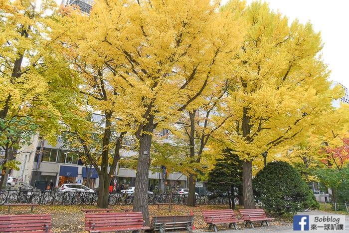 sapporo-odori-park-MAPLE-13