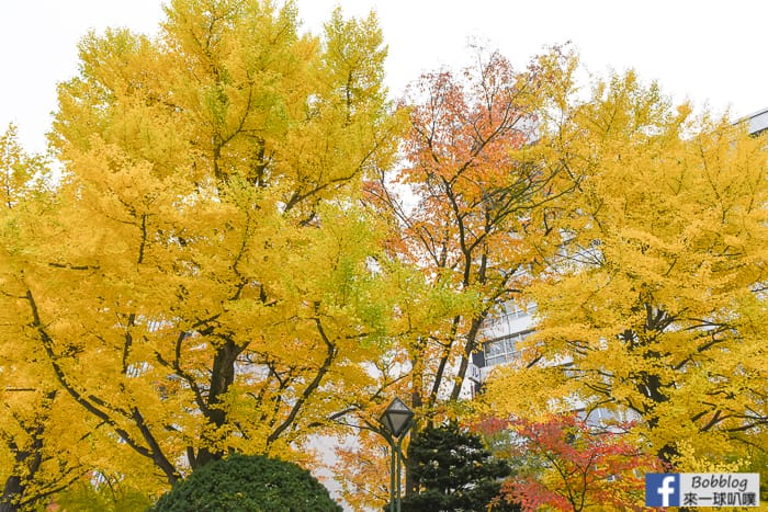 sapporo-odori-park-MAPLE-14