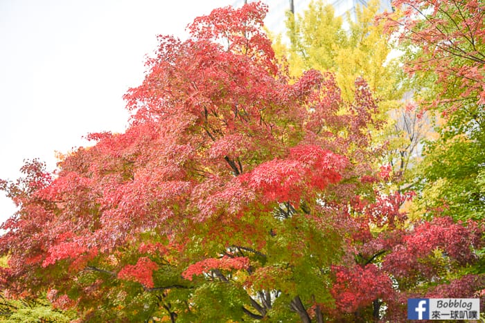 sapporo-odori-park-MAPLE-25