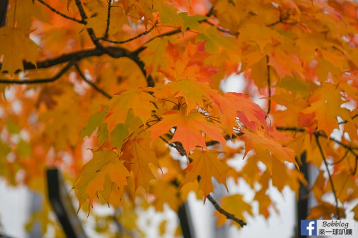 sapporo-odori-park-MAPLE-28