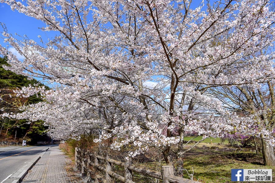 Saiko-Wild-Bird-Forest-Park-15