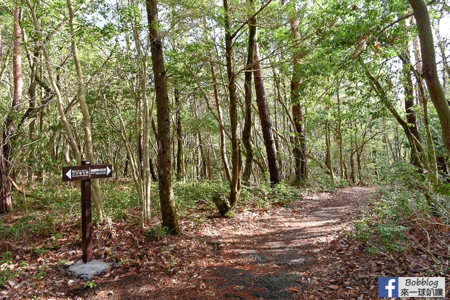 Saiko-Wild-Bird-Forest-Park-29