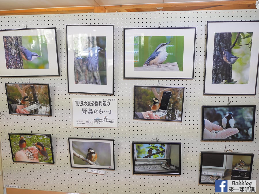 Saiko-Wild-Bird-Forest-Park-3