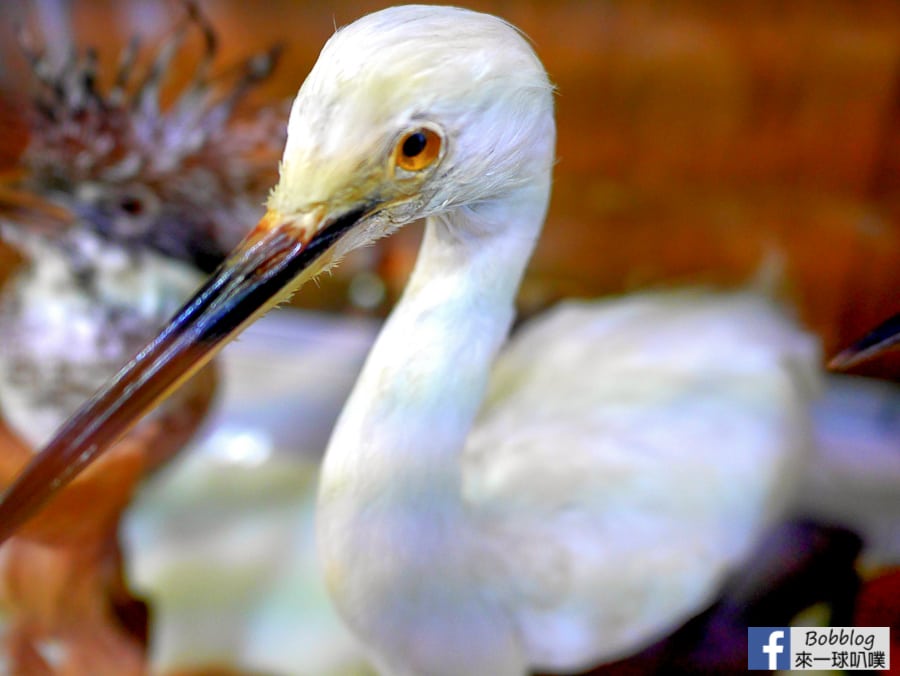 Saiko-Wild-Bird-Forest-Park-5