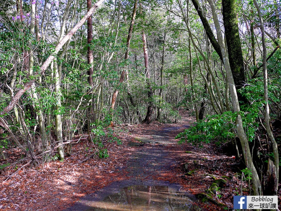 Saiko-Wild-Bird-Forest-Park-7