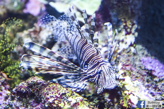 Kujukushima-Aquarium-Umikirara-19