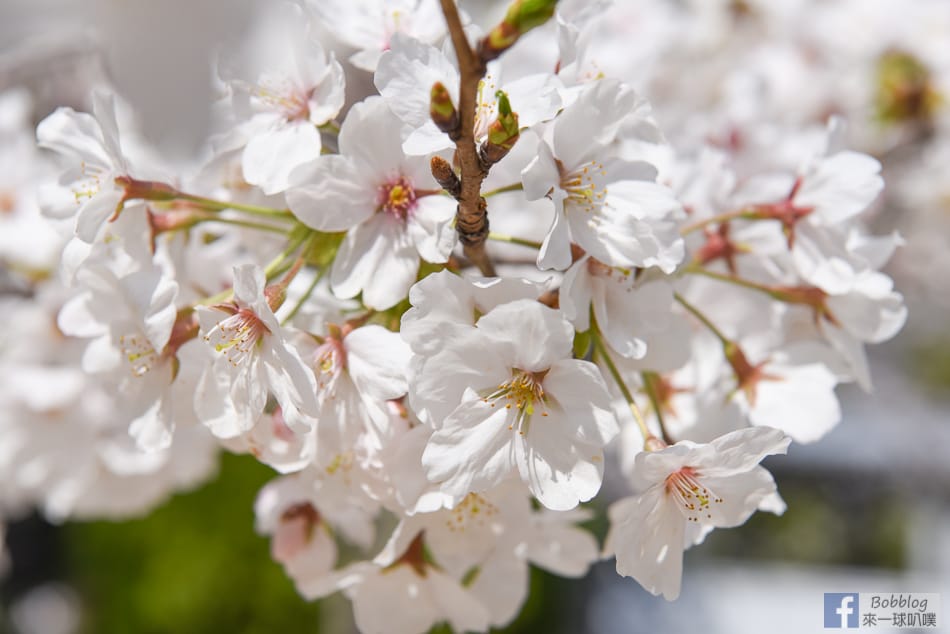 Hijiyama-park-Sakura-12