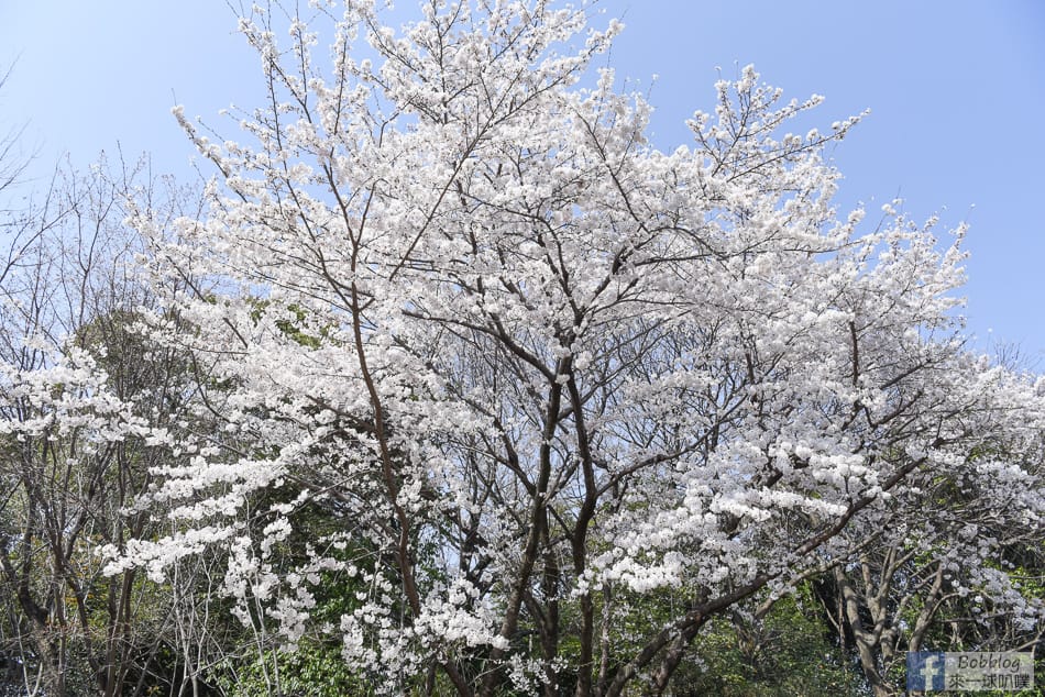 Hijiyama-park-Sakura-13