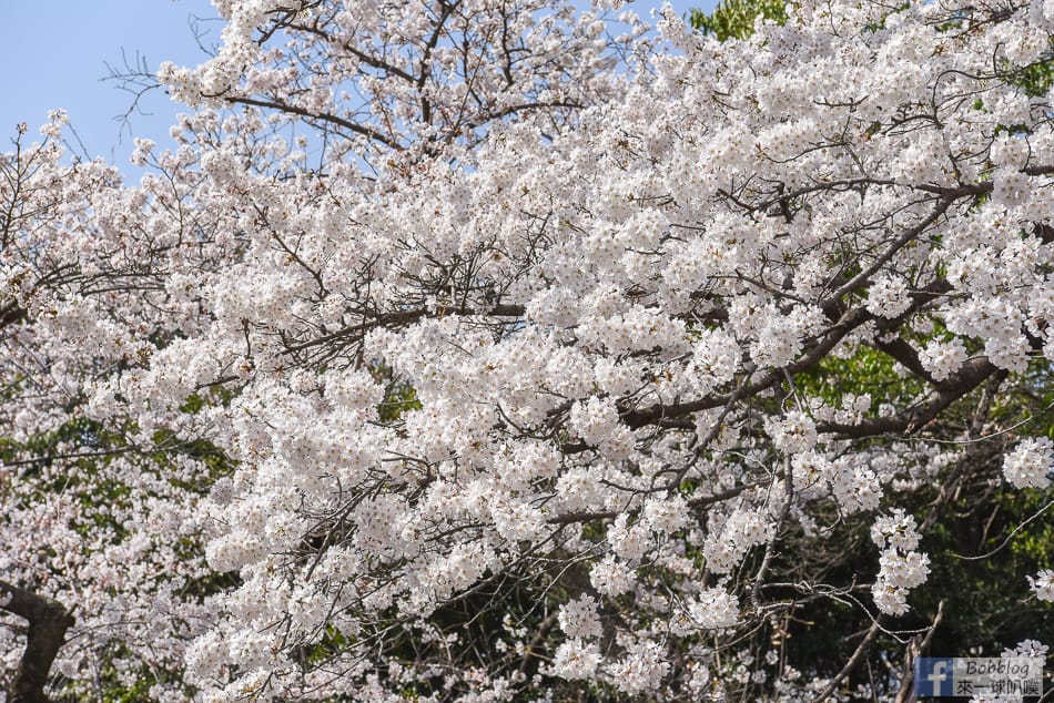 Hijiyama-park-Sakura-19