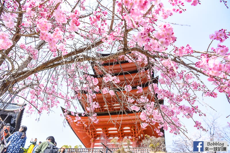 Miyajima-sakura-11