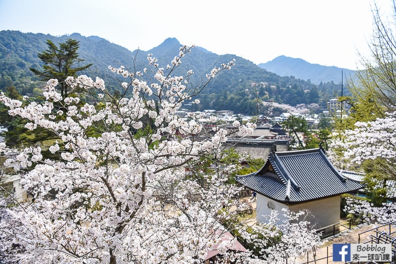 Miyajima-sakura-14