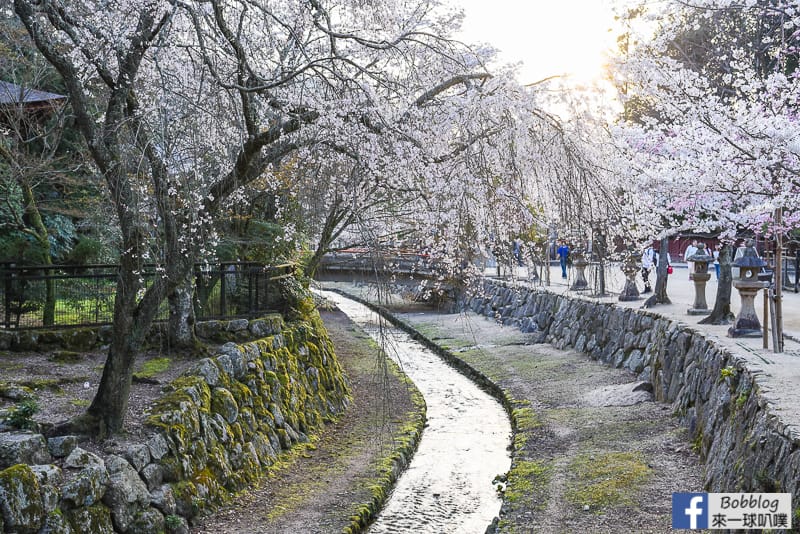 Miyajima-sakura-18