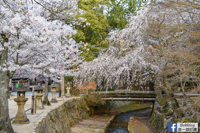 Miyajima-sakura-22