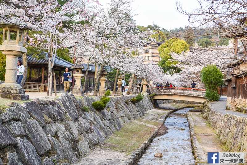 Miyajima-sakura-25