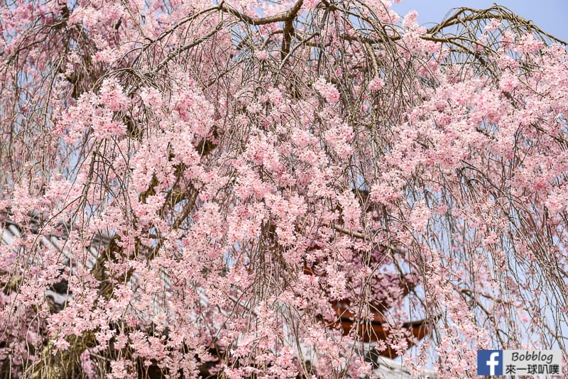 Miyajima-sakura-5