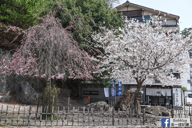 Miyajima-sakura