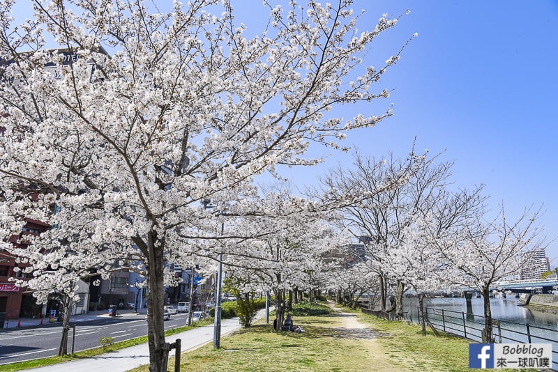 enkoh-bridge-sakura-18