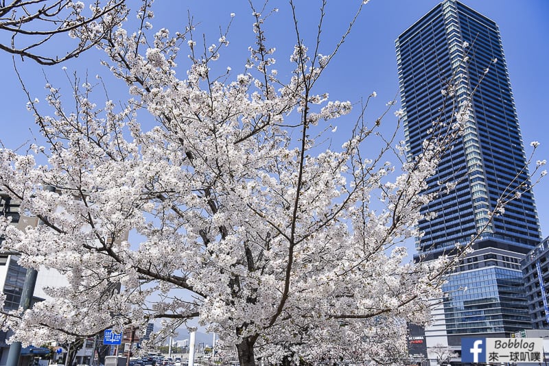 enkoh-bridge-sakura-5