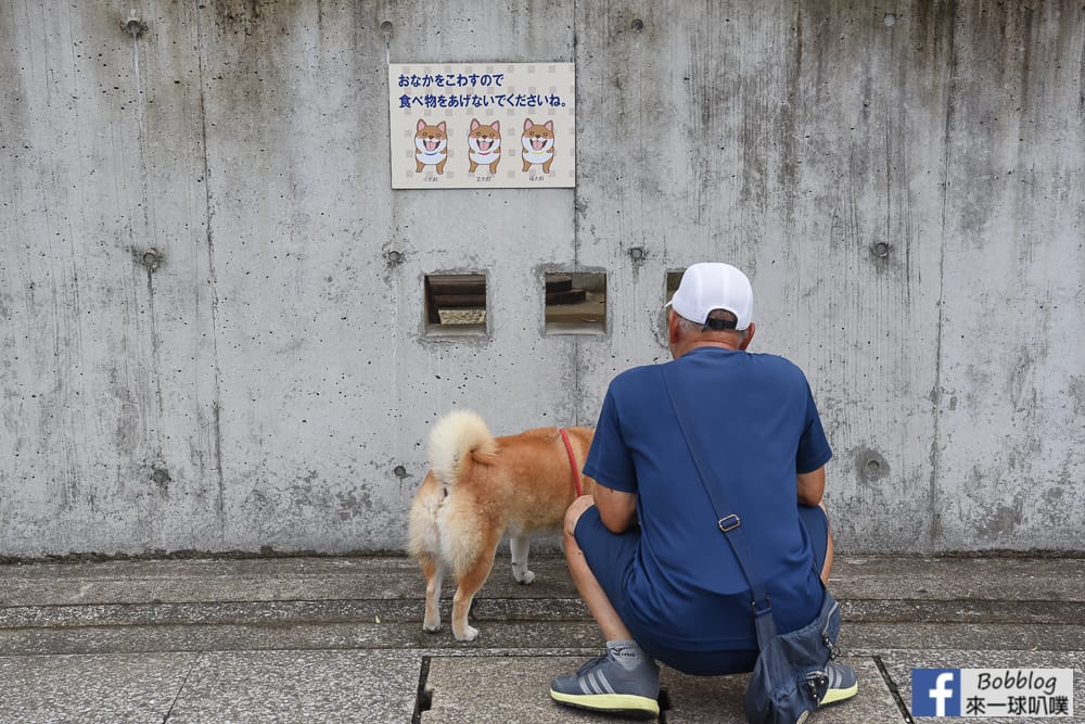 Shimabara-three-adorable-Shiba-Inu-16