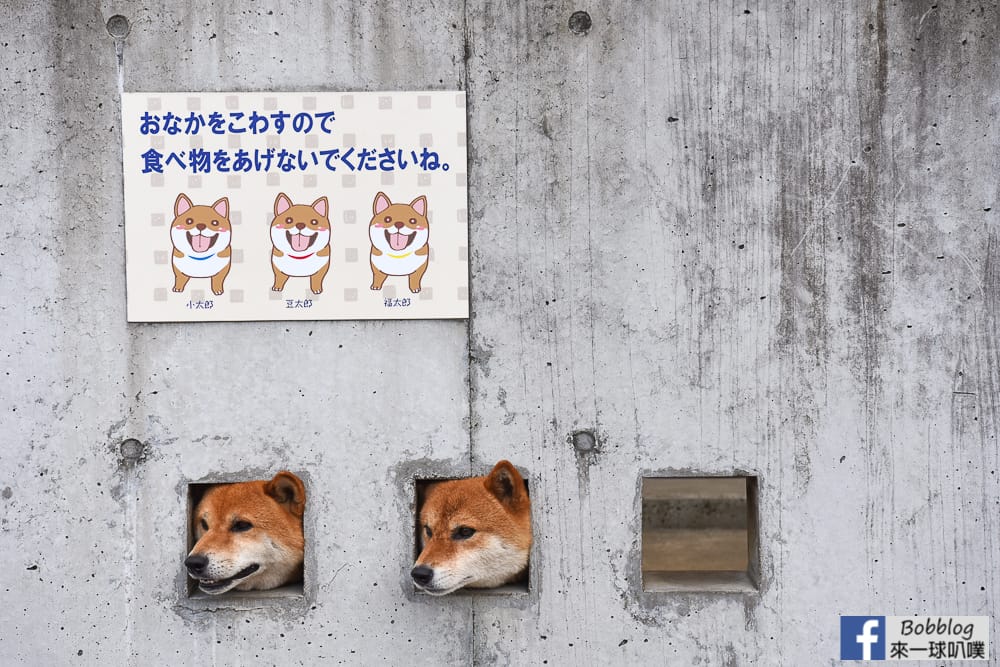 Shimabara-three-adorable-Shiba-Inu-19