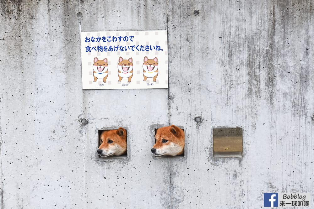 Shimabara-three-adorable-Shiba-Inu-24