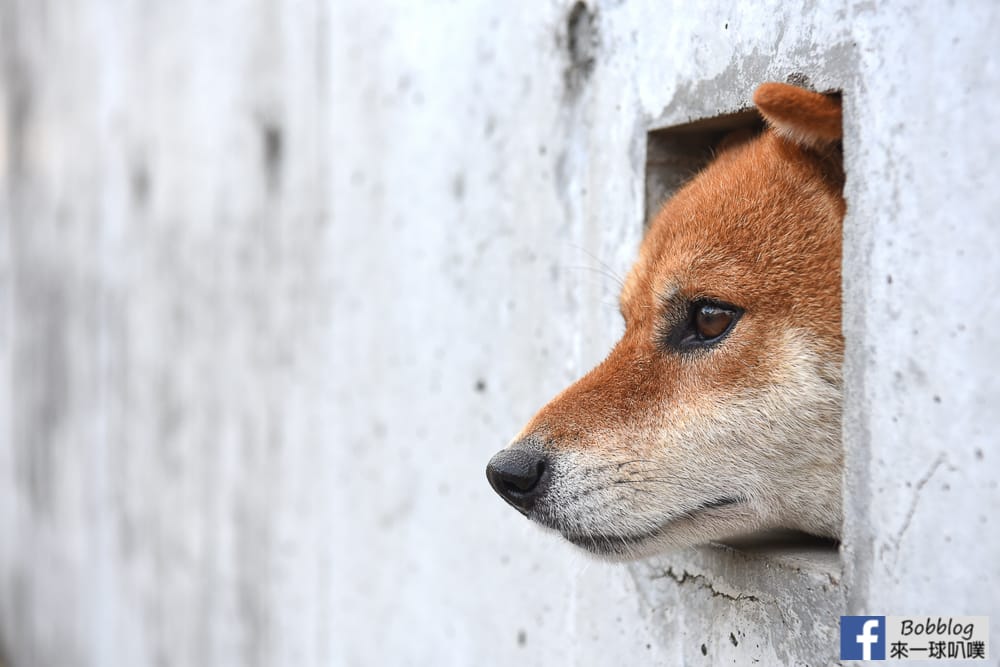 Shimabara-three-adorable-Shiba-Inu-27