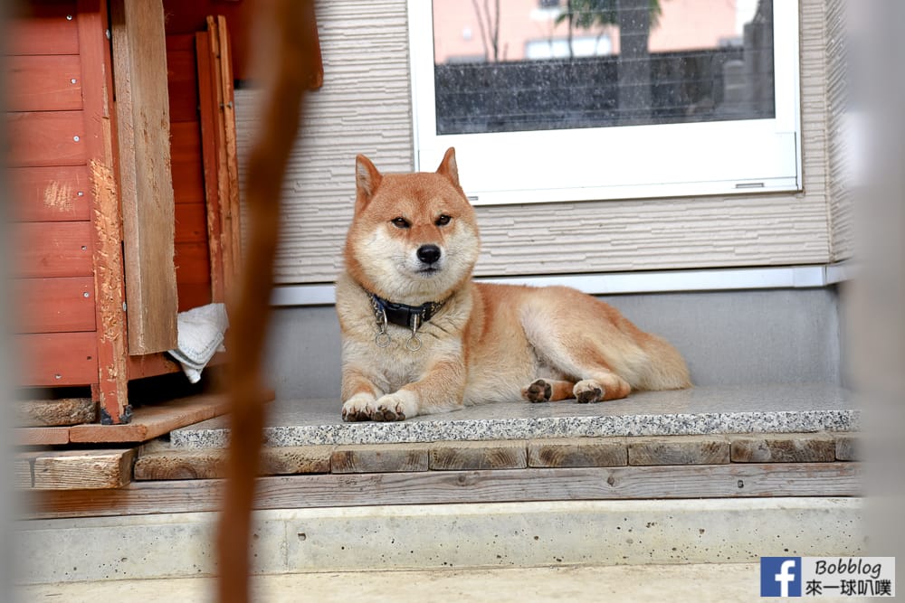 Shimabara-three-adorable-Shiba-Inu-4