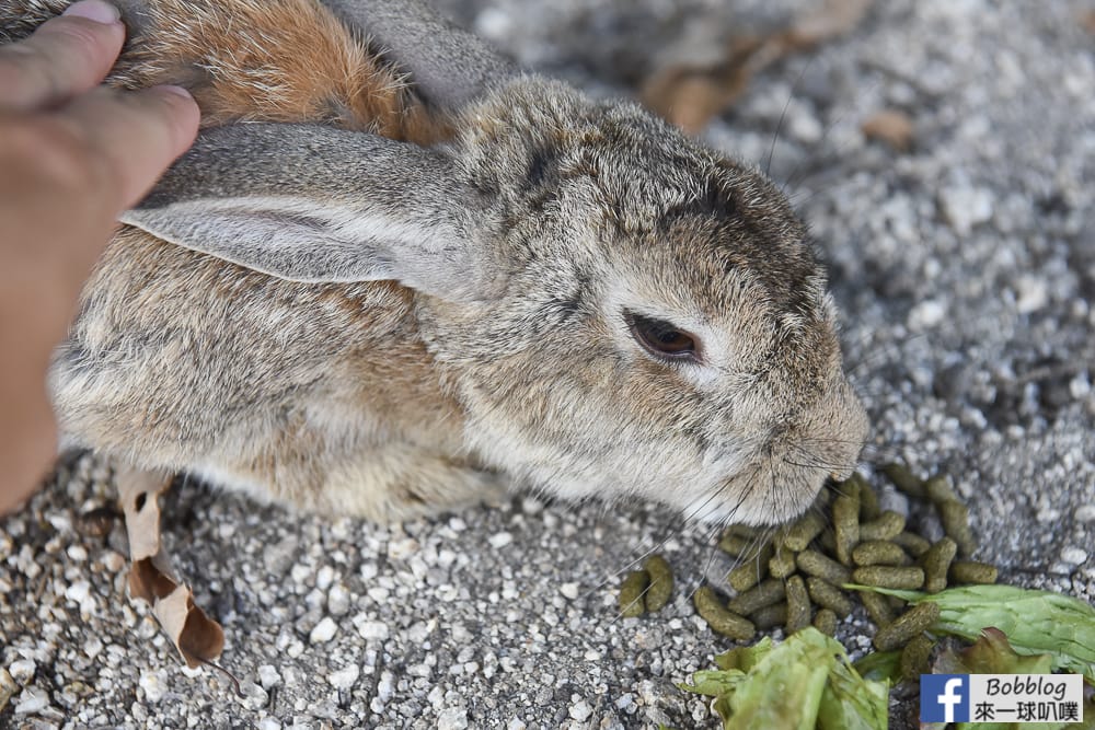 rabbit-island-1-day-23