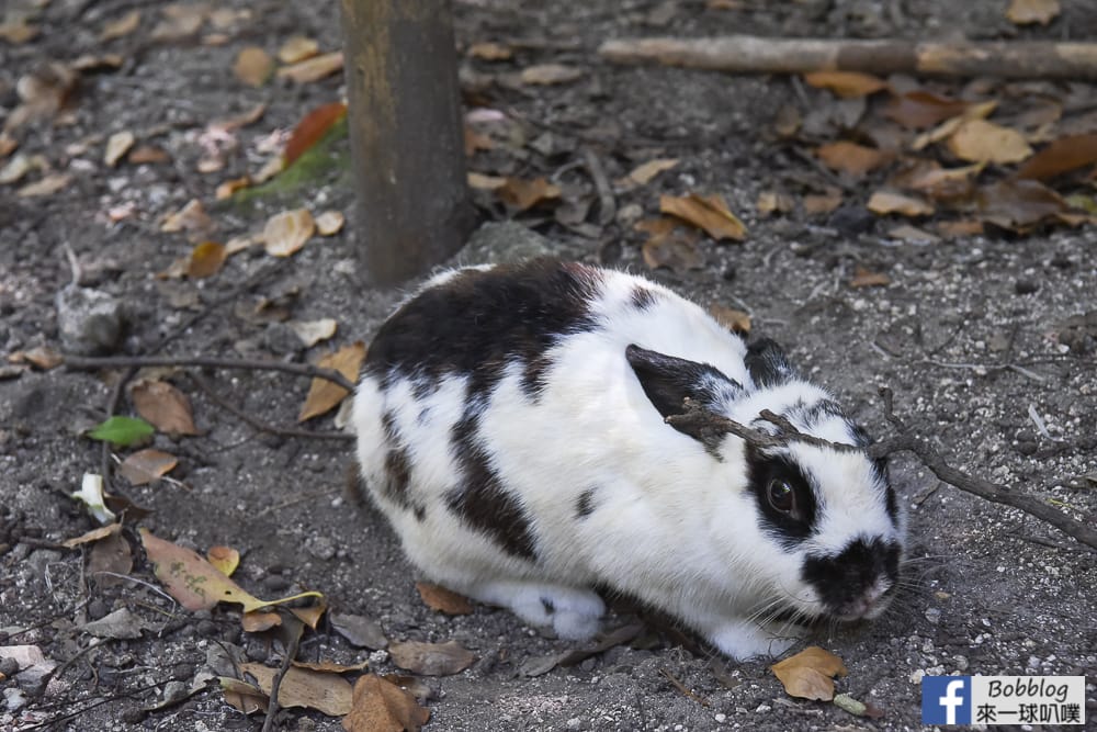 rabbit-island-1-day-51