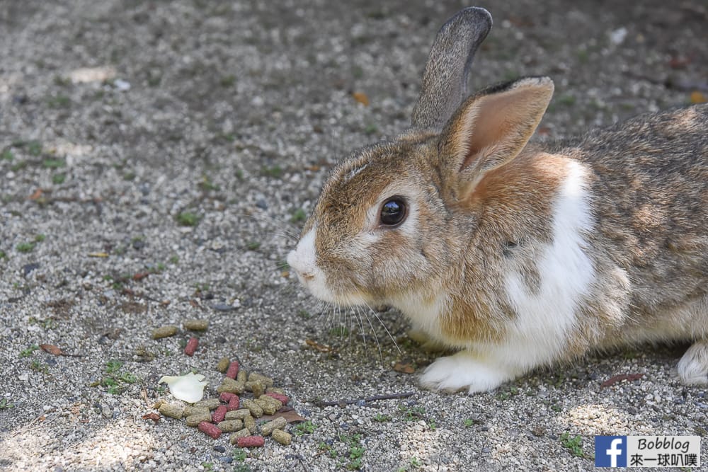 rabbit-island-1-day-56