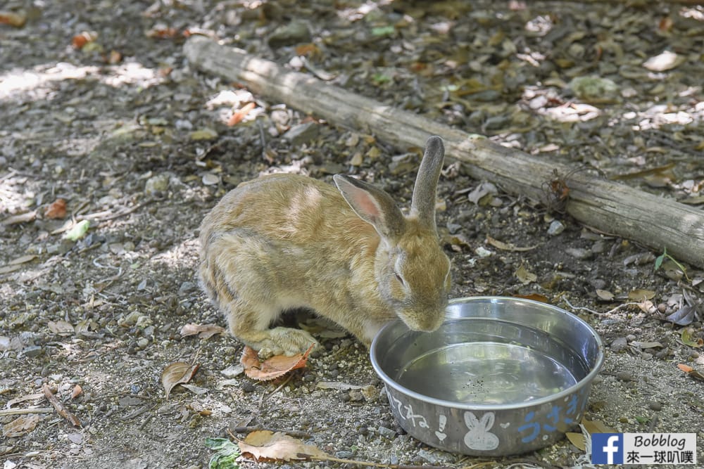 rabbit-island-1-day-57