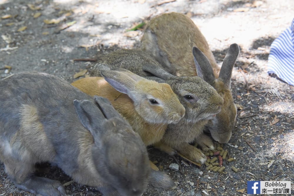 rabbit-island-1-day-58