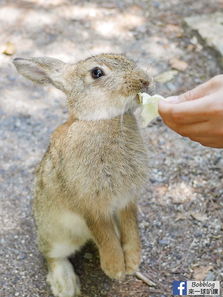 rabbit-island-1-day-97