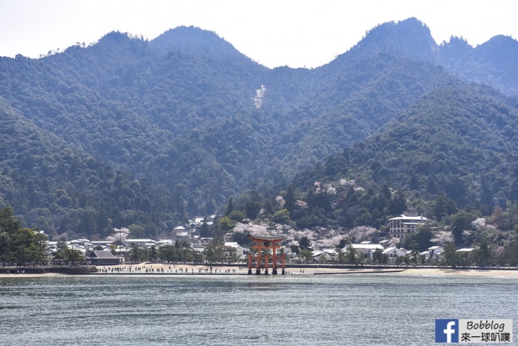 廣島宮島櫻花景點攻略(櫻花預測,大鳥居,嚴島神社,多寶塔)