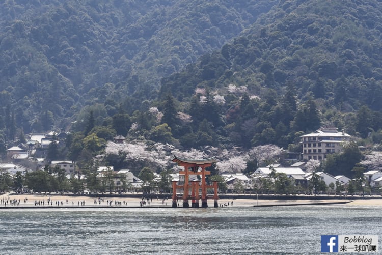 廣島宮島櫻花景點攻略(櫻花預測,大鳥居,嚴島神社,多寶塔)