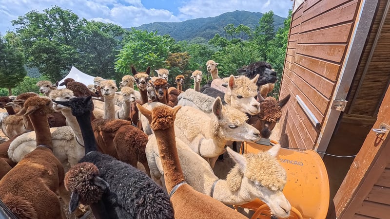 首爾郊區江原道|Alpaca World羊駝樂園、羊駝進場秀、各種小動物