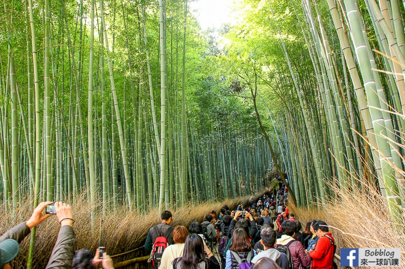 Arashiyama-Bamboo-Forest_-10