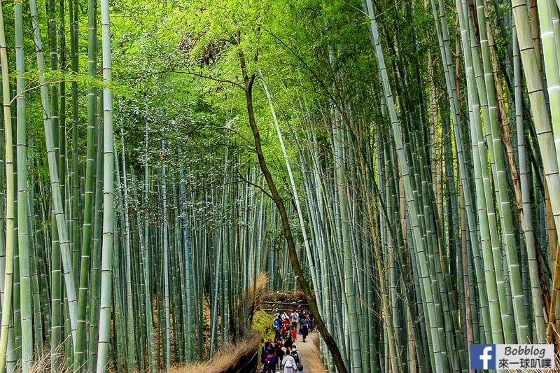 Arashiyama-Bamboo-Forest_-3