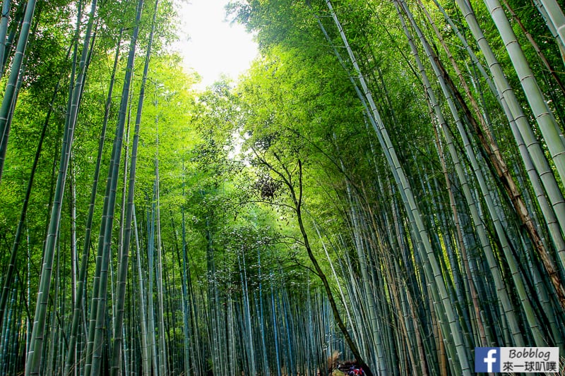Arashiyama-Bamboo-Forest_-6