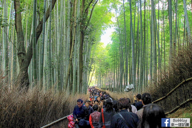 Arashiyama-Bamboo-Forest_-8
