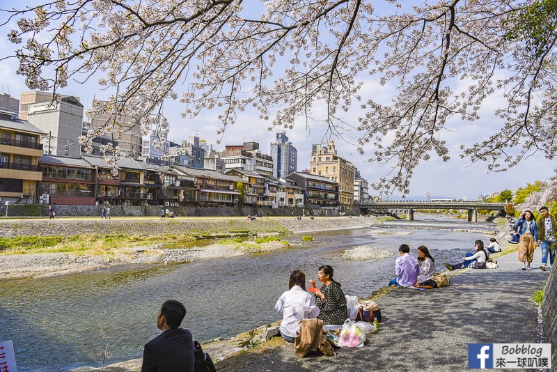 Kamogawa River sakura-5