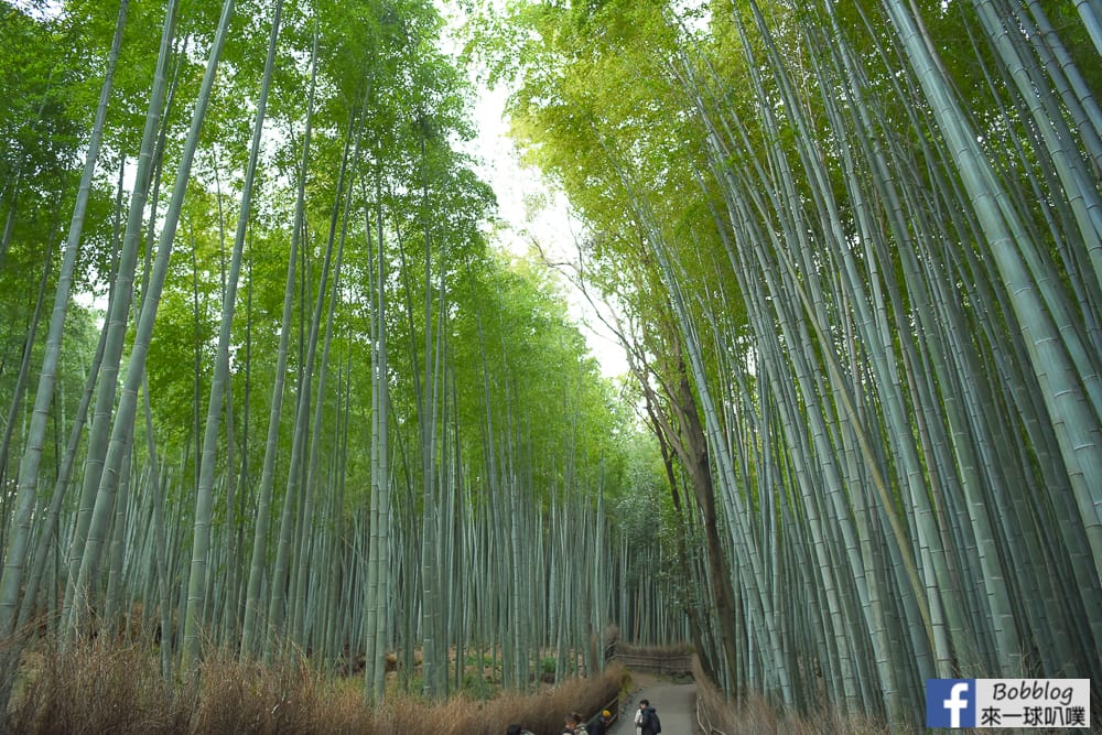 kyoto-arashiyama-bamboo-grove-20