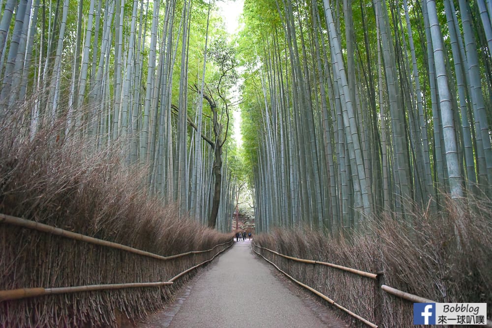 kyoto-arashiyama-bamboo-grove-22
