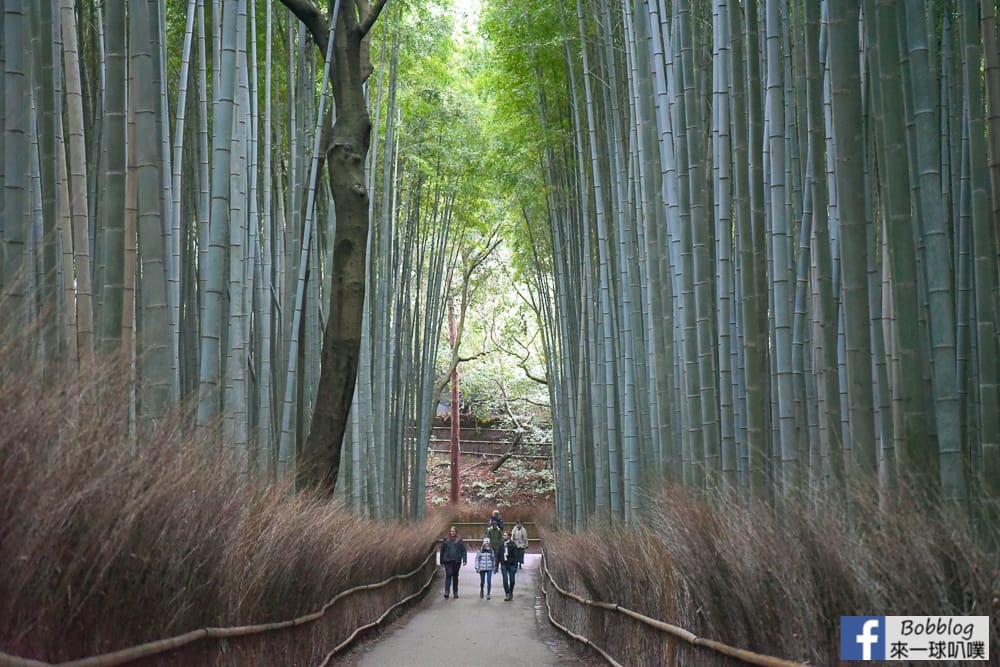 kyoto-arashiyama-bamboo-grove-23