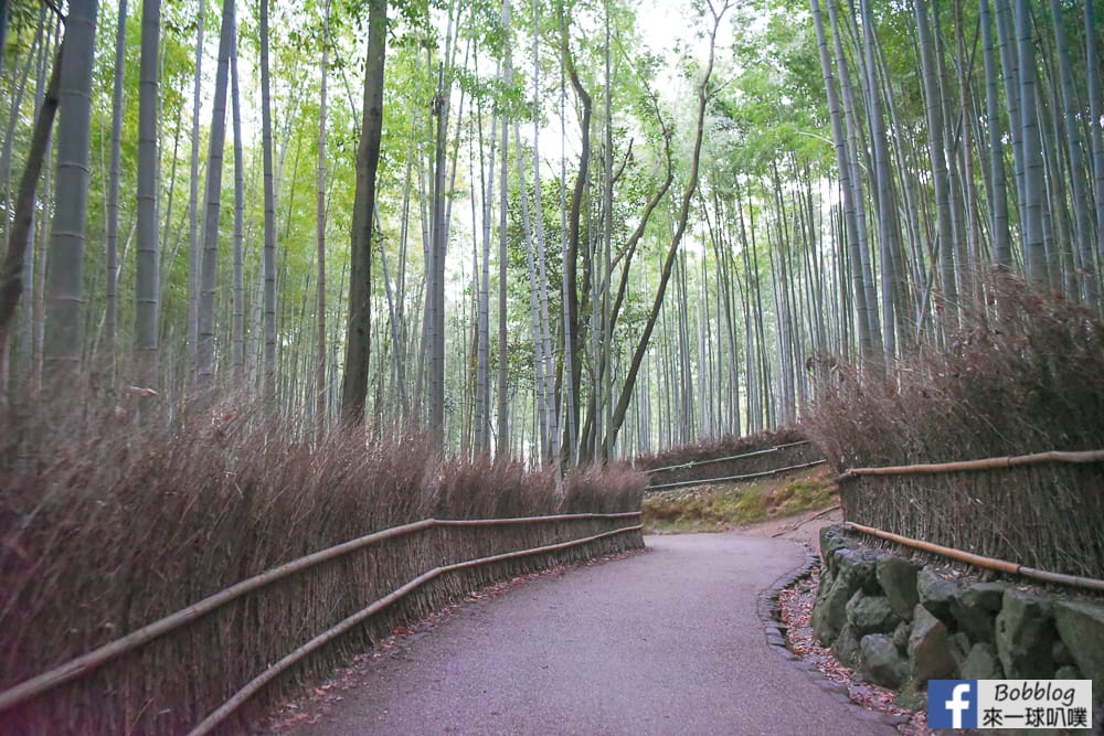 kyoto-arashiyama-bamboo-grove-32