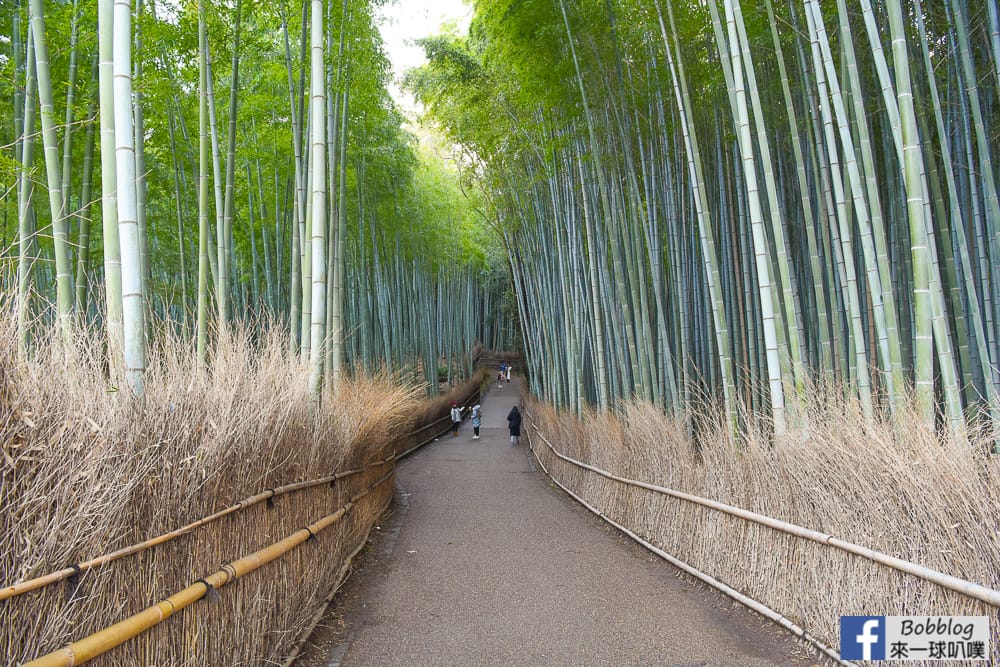 kyoto-arashiyama-bamboo-grove-5