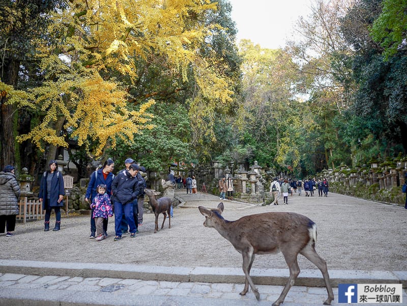 Kasuga-Taisha-Shrine-12