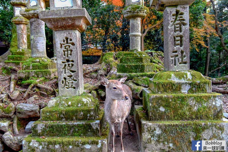 Kasuga-Taisha-Shrine-18