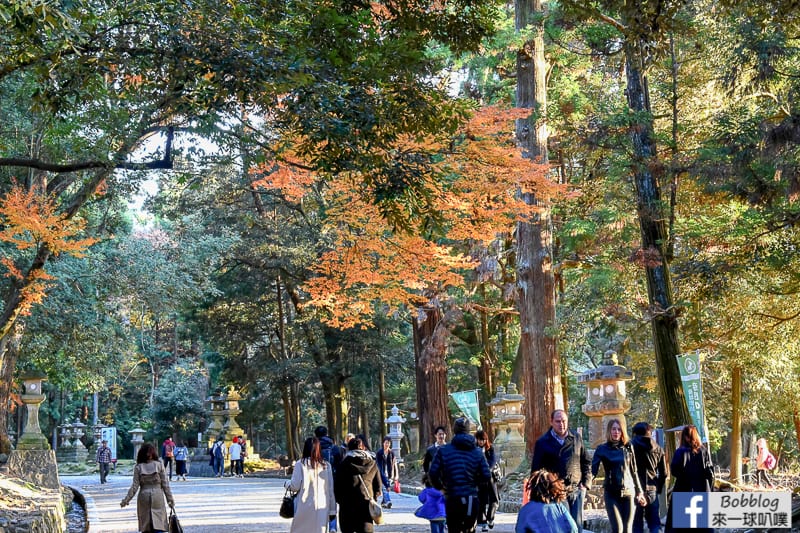 Kasuga-Taisha-Shrine-8